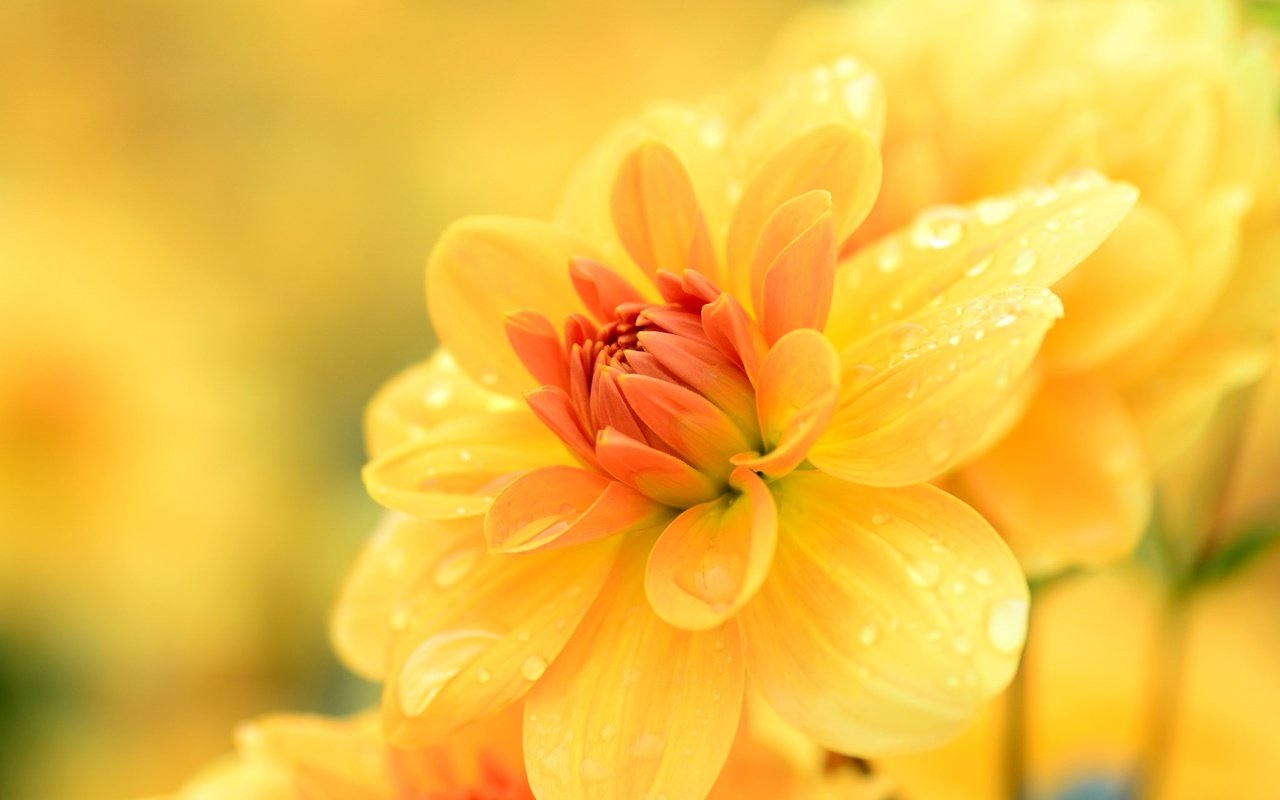 Обои цветы, желтый, макро, капли, георгин, flowers, yellow, macro, drops, dahlia разрешение 2048x1356 Загрузить