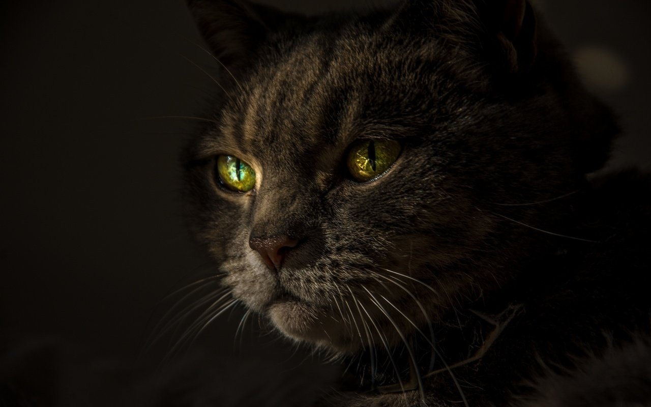 Обои кот, усы, взгляд, черный фон, зеленые глаза, cat, mustache, look, black background, green eyes разрешение 2048x1365 Загрузить
