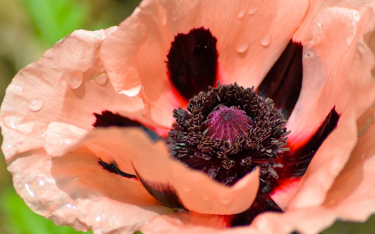 Обои макро, цветок, капли, лепестки, мак, macro, flower, drops, petals, mac разрешение 2560x1707 Загрузить