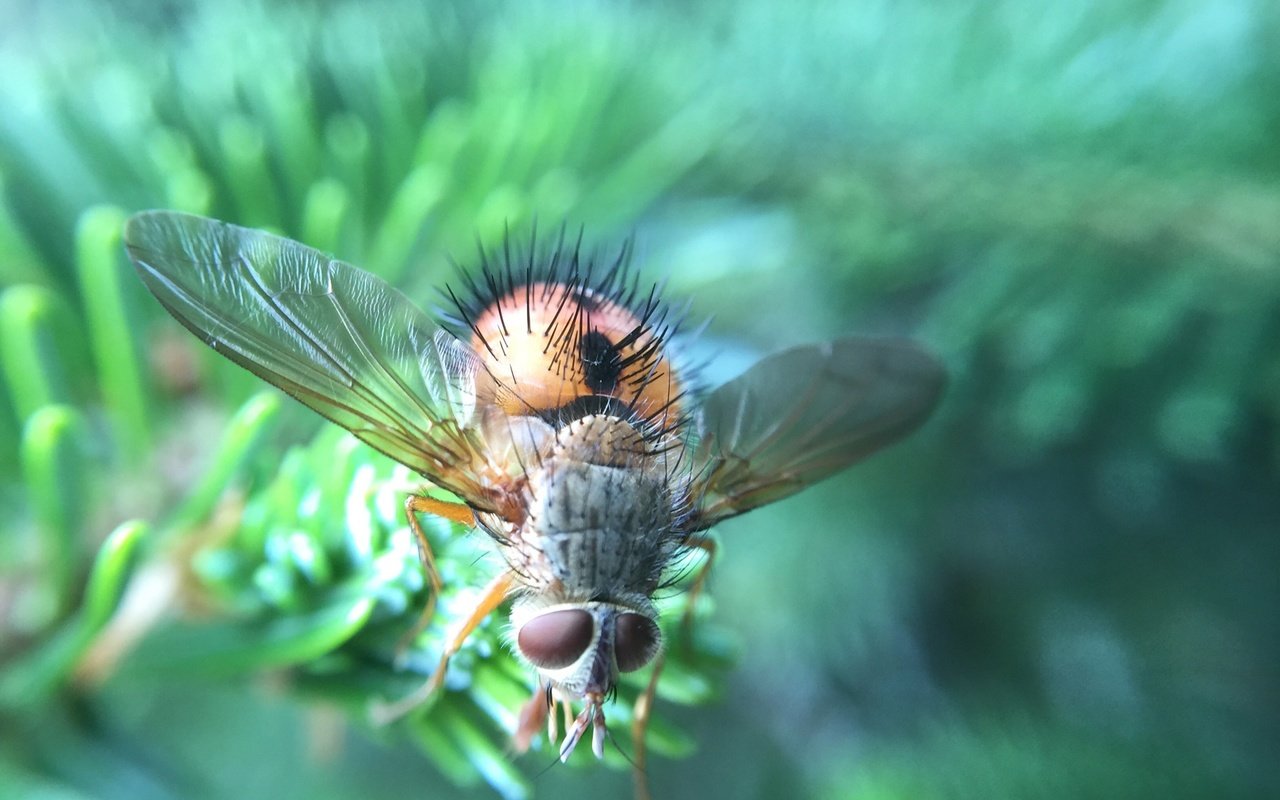 Обои макро, насекомое, крылья, муха, волосики, macro, insect, wings, fly, hairs разрешение 2048x1536 Загрузить