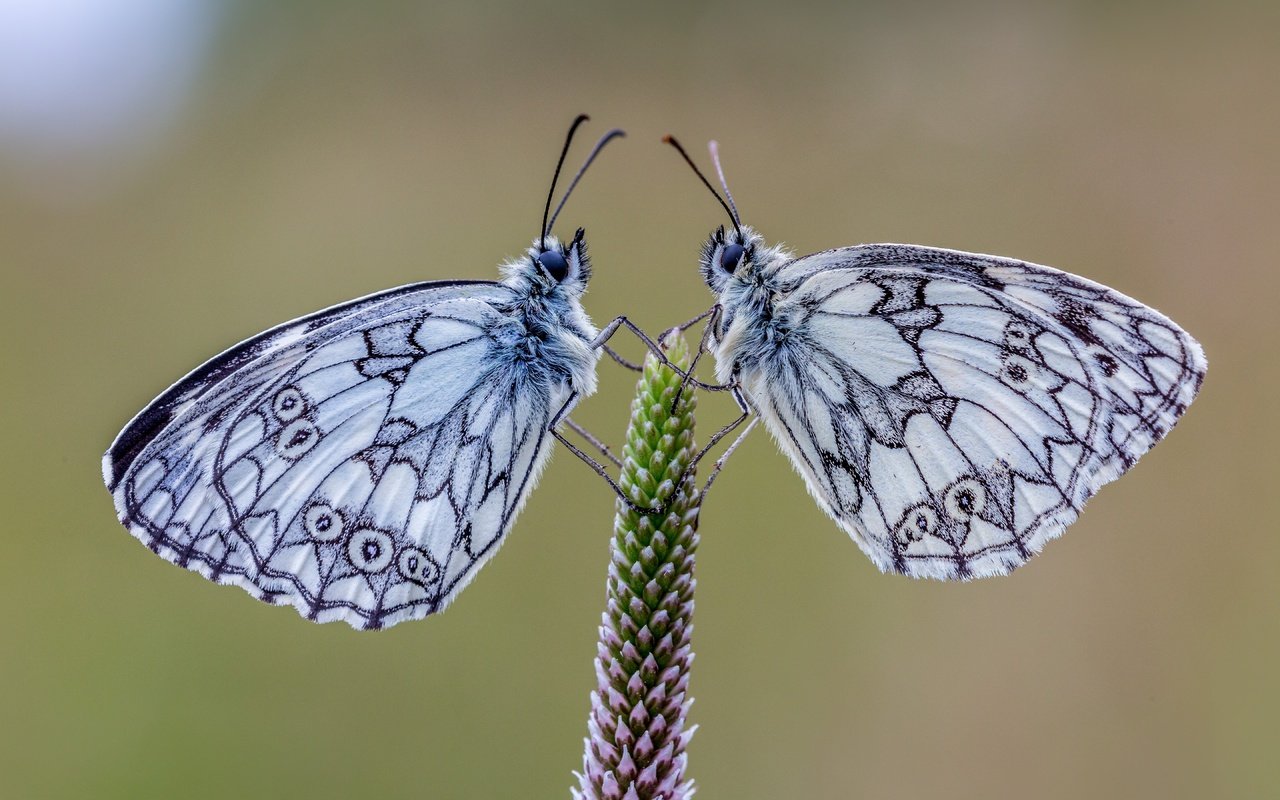 Обои природа, растения, фон, насекомые, пара, бабочки, галатея, nature, plants, background, insects, pair, butterfly, galatea разрешение 5760x3840 Загрузить