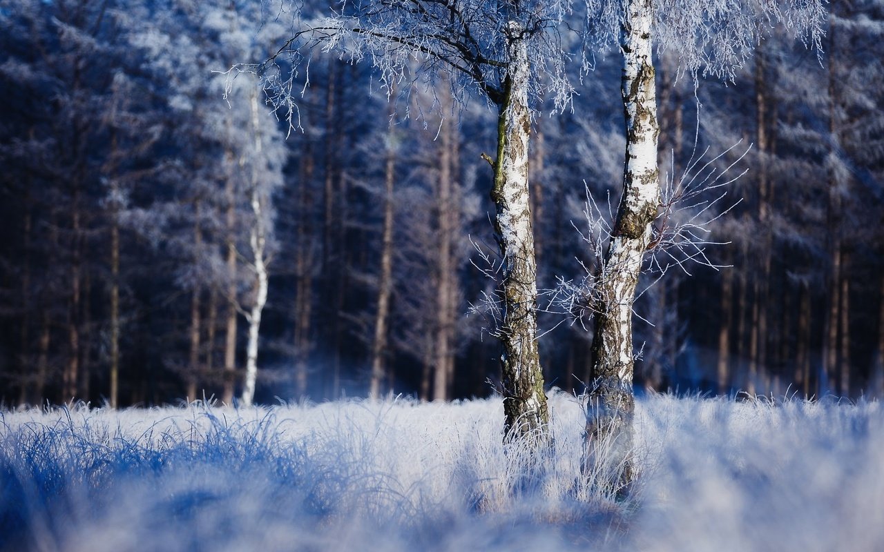 Обои природа, дерево, лес, зима, иней, nature, tree, forest, winter, frost разрешение 2048x1642 Загрузить