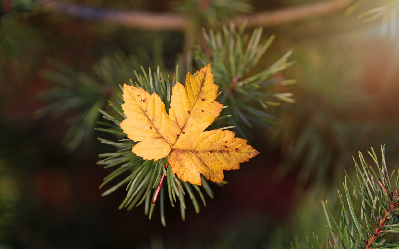 Обои хвоя, макро, осень, лист, ель, иголки, needles, macro, autumn, sheet, spruce разрешение 3840x2400 Загрузить