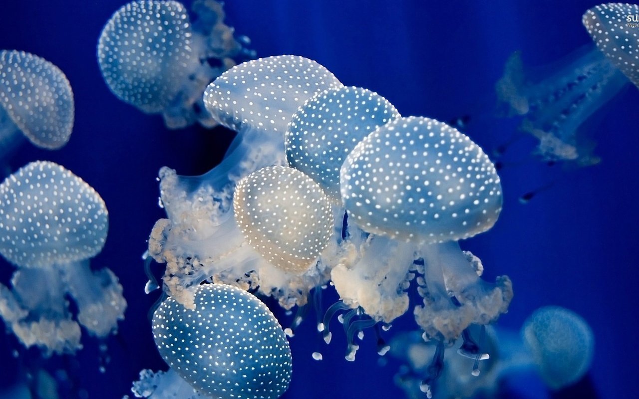 Обои море, океан, медуза, медузы, подводный мир, sea, the ocean, medusa, jellyfish, underwater world разрешение 1920x1080 Загрузить