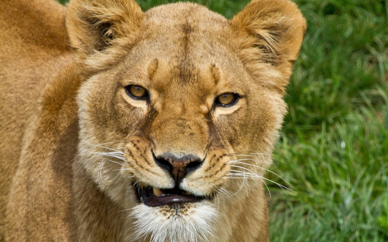 Обои морда, трава, хищник, большая кошка, лев, львица, face, grass, predator, big cat, leo, lioness разрешение 2048x1489 Загрузить
