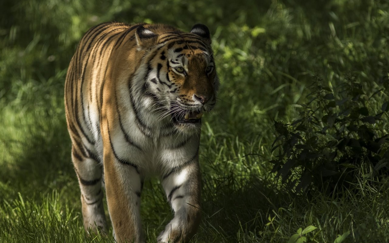 Обои тигр, морда, трава, зелень, взгляд, хищник, прогулка, tiger, face, grass, greens, look, predator, walk разрешение 2048x1494 Загрузить