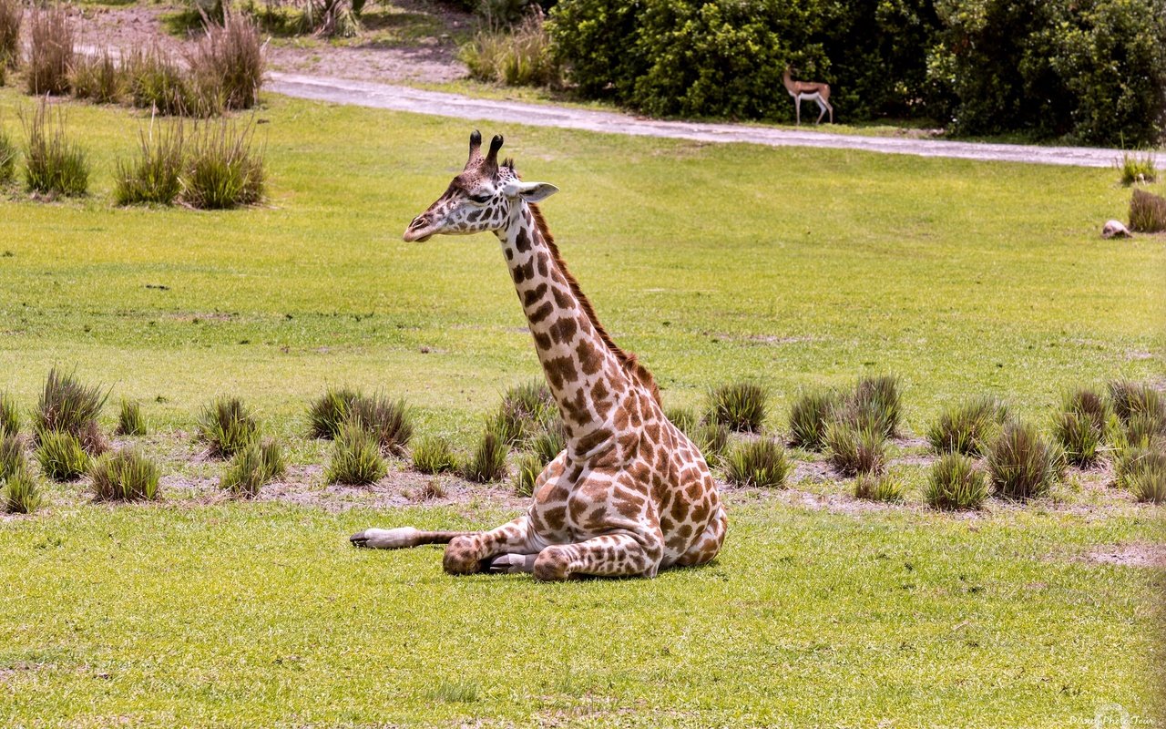 Обои трава, животное, жираф, зоопарк, шея, grass, animal, giraffe, zoo, neck разрешение 2048x1365 Загрузить