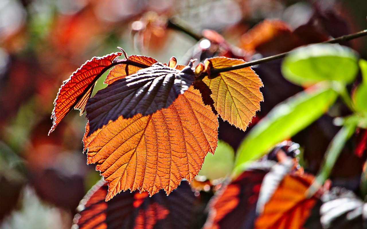 Обои ветка, листья, макро, осень, branch, leaves, macro, autumn разрешение 2880x1800 Загрузить