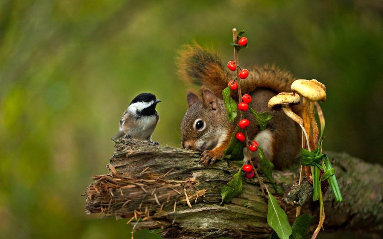 Обои грибы, птица, ягоды, животное, белка, коряга, синица, грызун, mushrooms, bird, berries, animal, protein, snag, tit, rodent разрешение 2048x1365 Загрузить