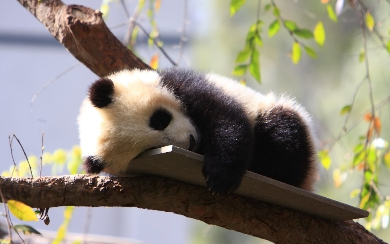 Обои дерево, панда, сон, зоопарк, детеныш, дикие животные, tree, panda, sleep, zoo, cub, wild animals разрешение 3840x2400 Загрузить