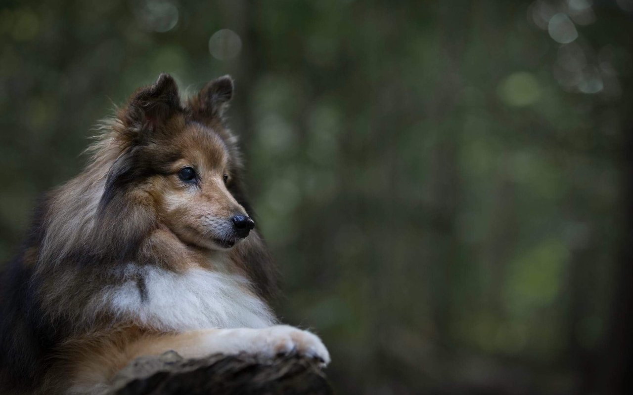 Обои портрет, собака, животное, пес, шелти, шетландская овчарка, portrait, dog, animal, sheltie, shetland sheepdog разрешение 2048x1365 Загрузить