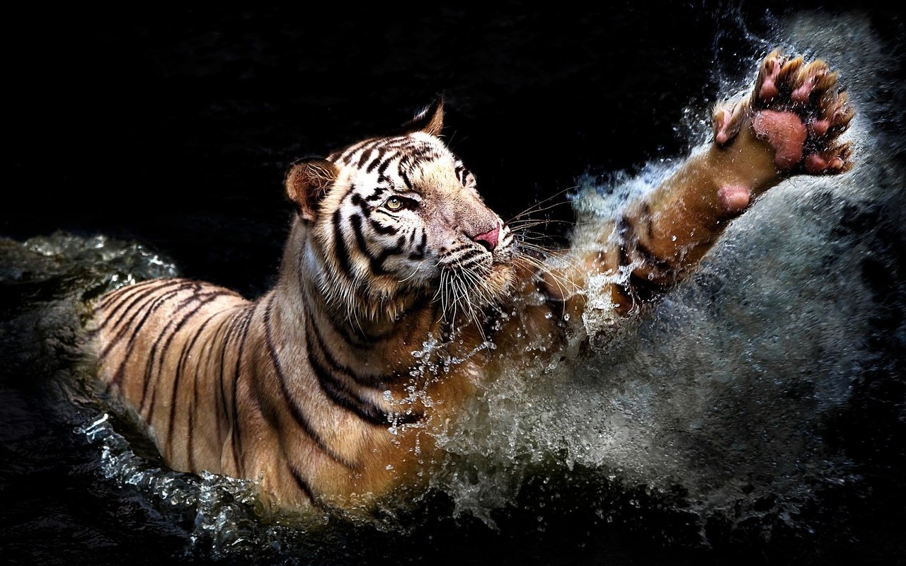 Обои тигр, вода, брызги, хищник, черный фон, животное, лапа, tiger, water, squirt, predator, black background, animal, paw разрешение 2048x1366 Загрузить