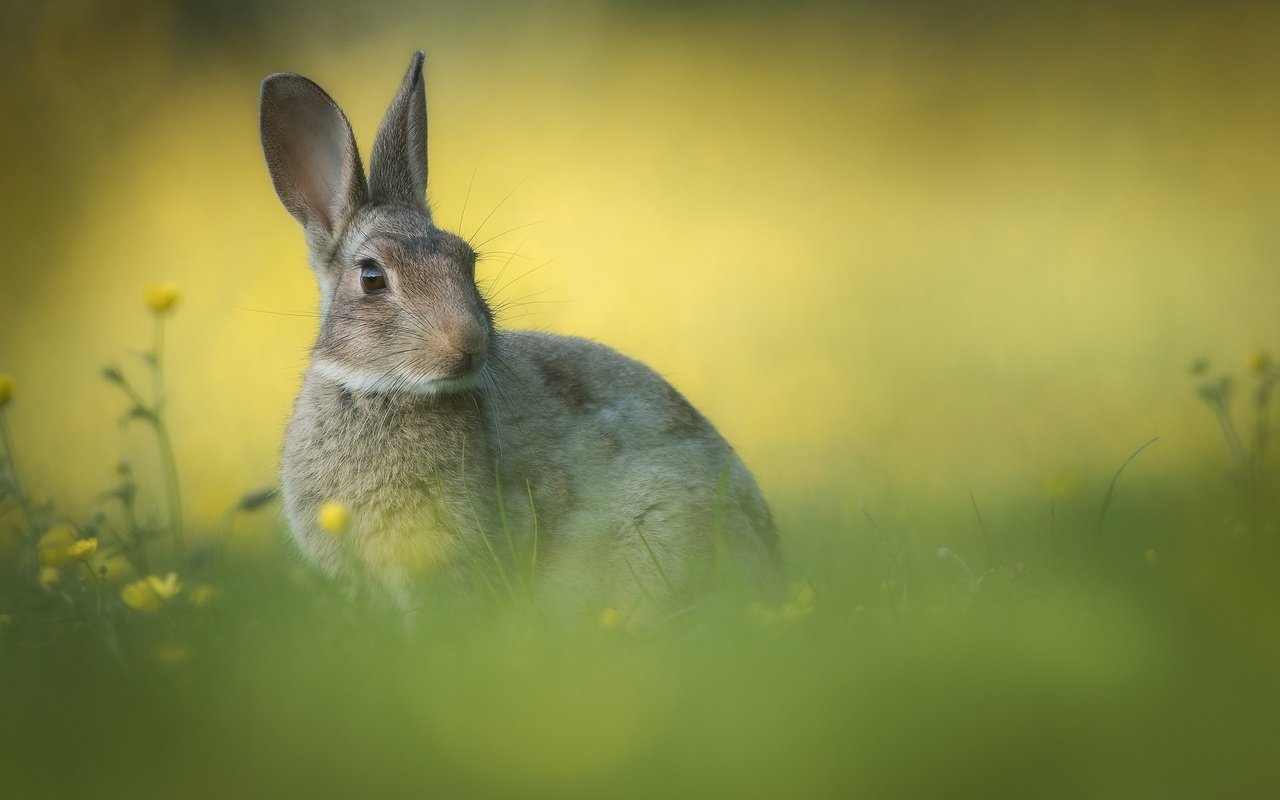Обои цветы, трава, фон, ушки, кролик, flowers, grass, background, ears, rabbit разрешение 2000x1333 Загрузить