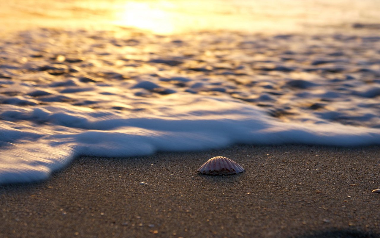 Обои пейзаж, море, песок, пляж, ракушка, landscape, sea, sand, beach, shell разрешение 1920x1200 Загрузить