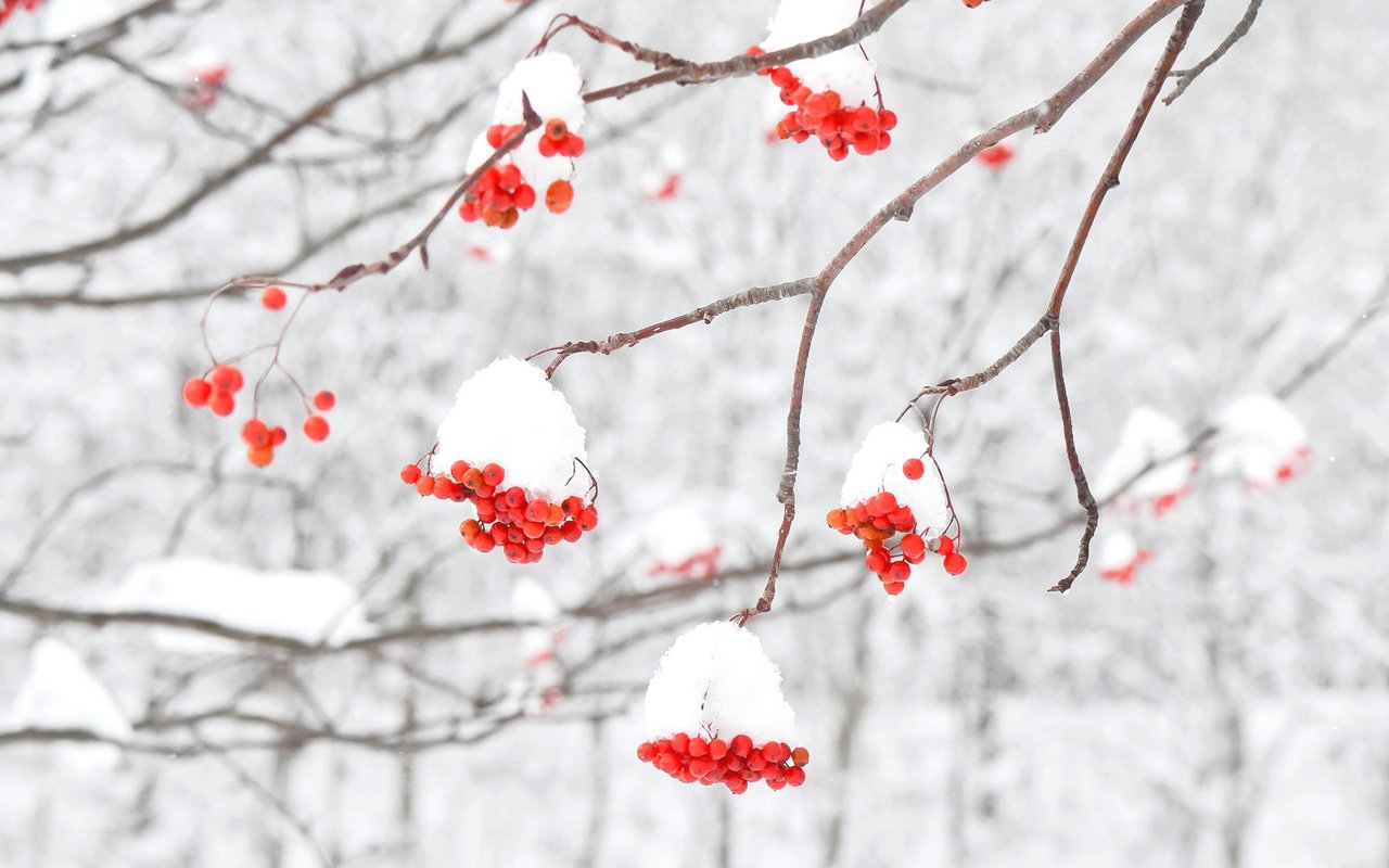 Обои снег, зима, макро, ветки, ягоды, рябина, snow, winter, macro, branches, berries, rowan разрешение 1920x1200 Загрузить