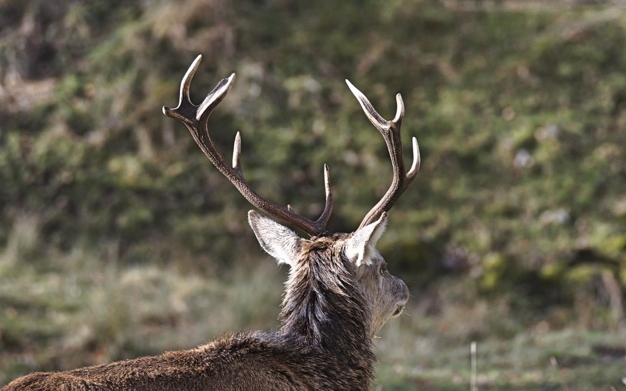 Обои природа, олень, размытость, животное, рога, nature, deer, blur, animal, horns разрешение 4912x3264 Загрузить