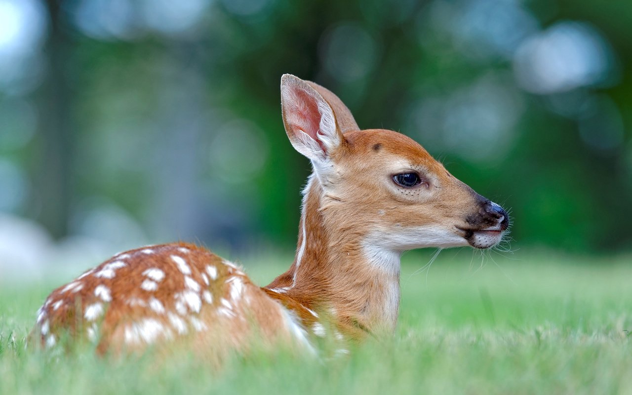 Обои трава, олень, профиль, животное, олененок, peter kefali, grass, deer, profile, animal, fawn разрешение 1920x1200 Загрузить