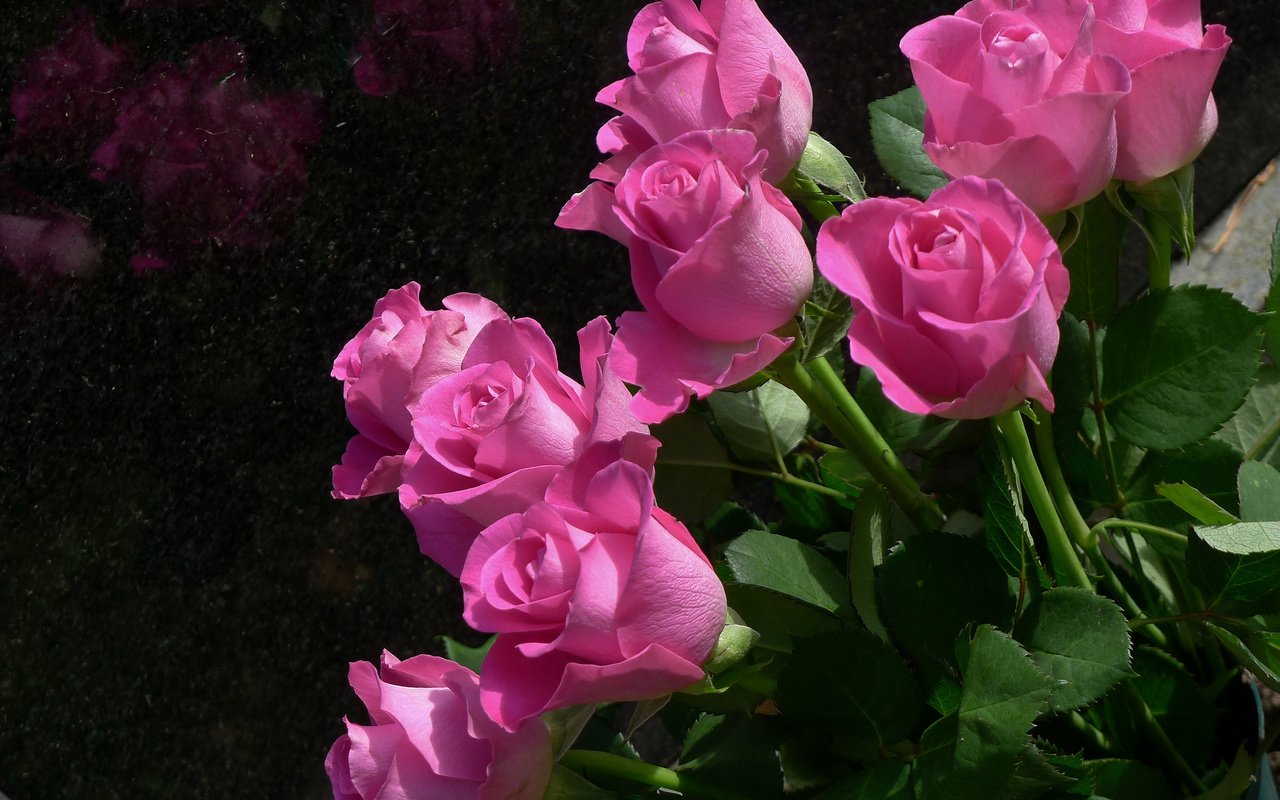 Обои цветы, бутоны, розы, лепестки, розовый, куст, flowers, buds, roses, petals, pink, bush разрешение 3264x2448 Загрузить