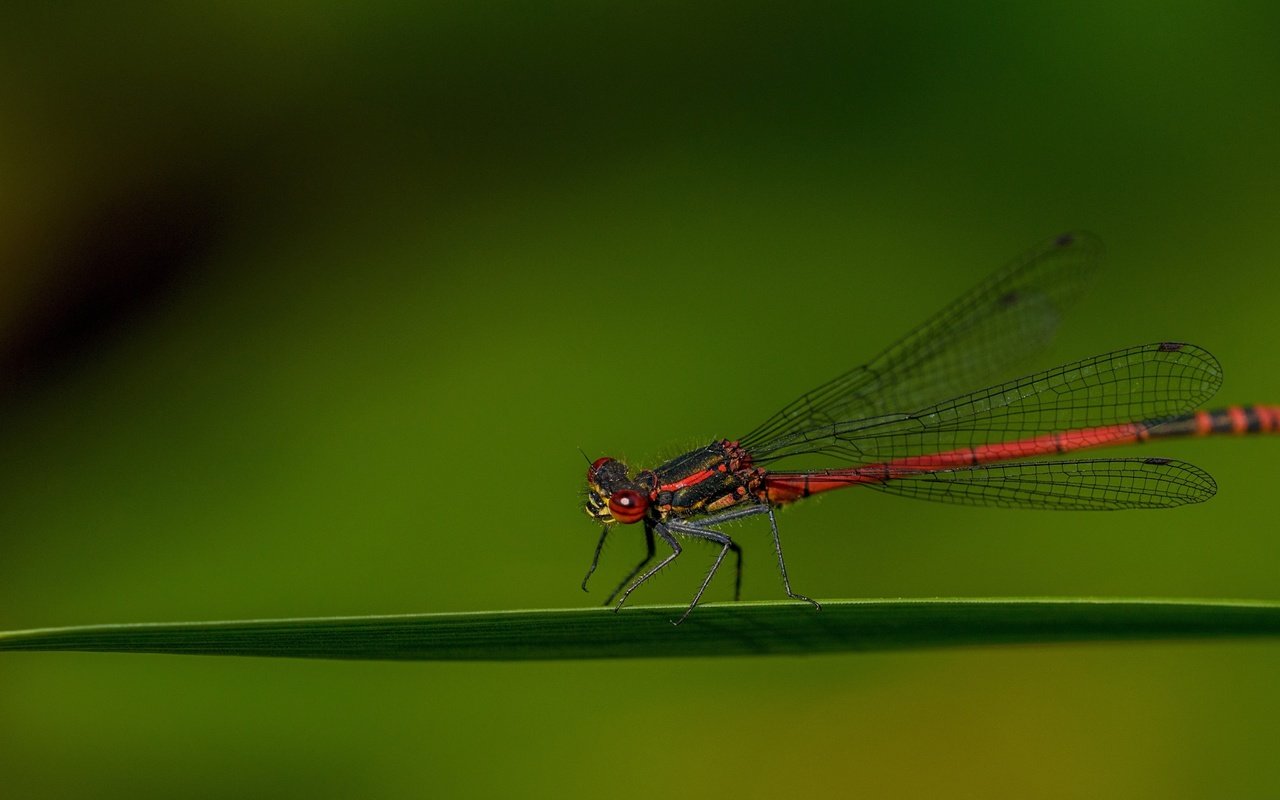 Обои насекомое, крылья, стрекоза, травинка, insect, wings, dragonfly, a blade of grass разрешение 3840x2160 Загрузить