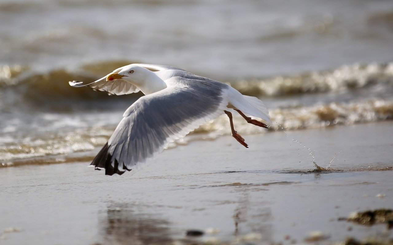 Обои полет, пляж, крылья, чайка, птица, клюв, перья, flight, beach, wings, seagull, bird, beak, feathers разрешение 5048x2091 Загрузить