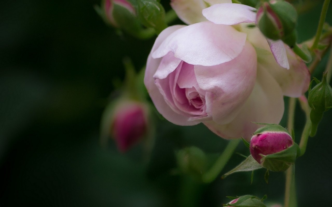 Обои цветы, бутоны, макро, розы, роза, лепестки, боке, flowers, buds, macro, roses, rose, petals, bokeh разрешение 1920x1536 Загрузить