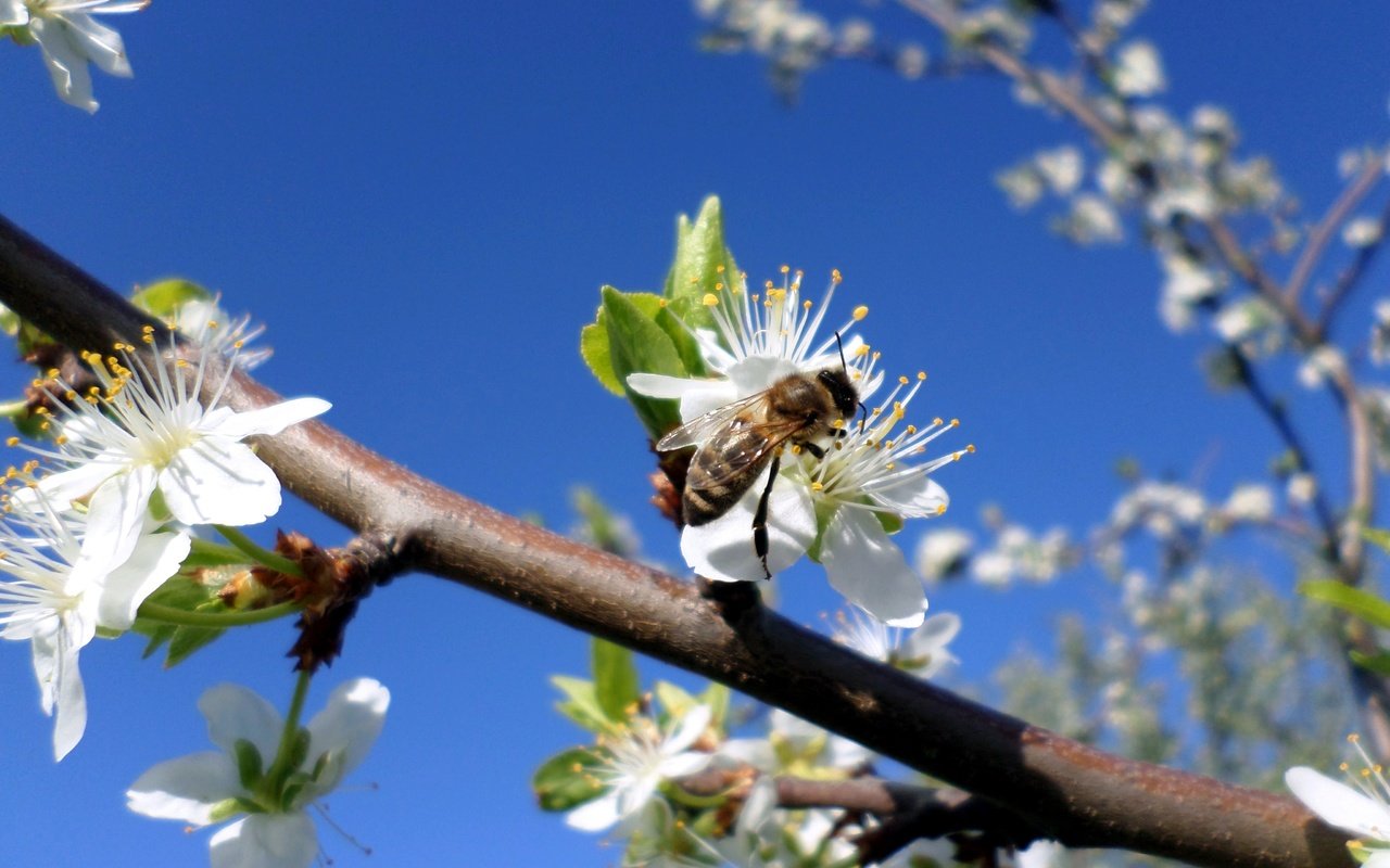 Обои небо, ветка, цветение, насекомое, весна, пчела, слива, the sky, branch, flowering, insect, spring, bee, drain разрешение 4096x3072 Загрузить