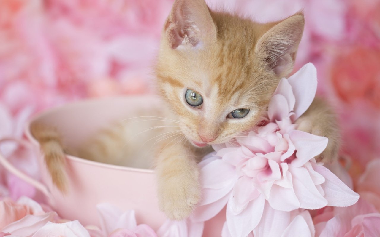 Обои цветы, котенок, рыжий, милый, flowers, kitty, red, cute разрешение 2000x1200 Загрузить