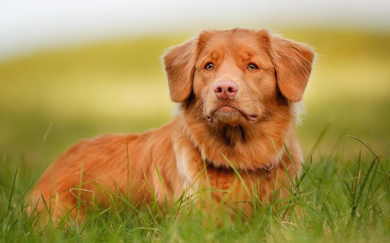 Обои трава, мордочка, взгляд, собака, новошотландский ретривер, grass, muzzle, look, dog, nova scotia duck tolling retriever разрешение 1920x1080 Загрузить