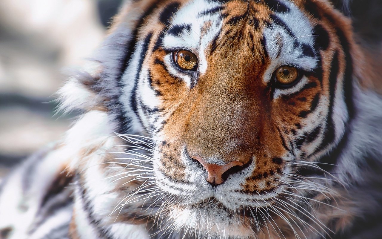 Обои тигр, морда, взгляд, хищник, животное, tiger, face, look, predator, animal разрешение 1920x1280 Загрузить