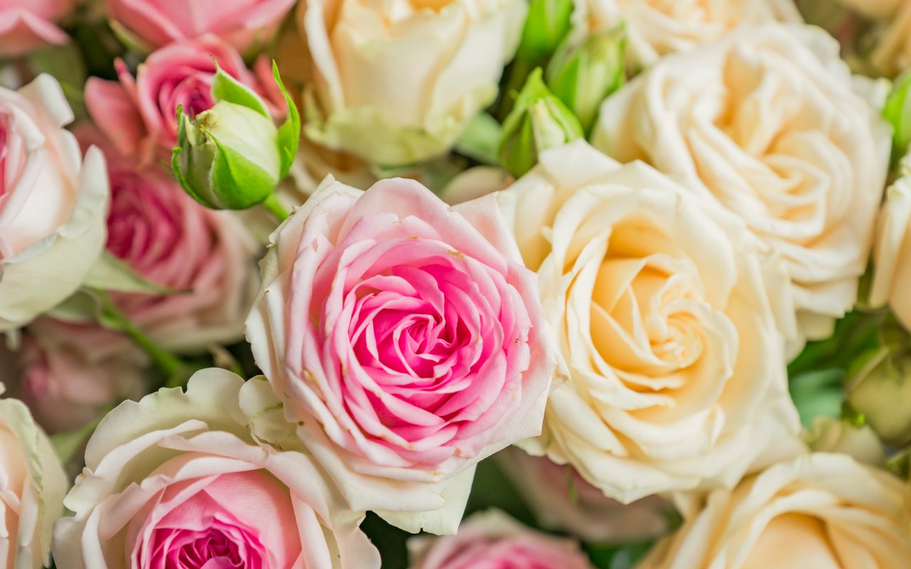 Обои цветы, розы, букет, flowers, roses, bouquet разрешение 6000x4000 Загрузить