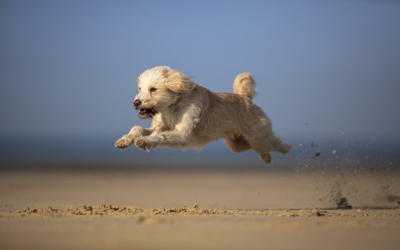 Обои небо, песок, мордочка, взгляд, собака, бег, лапки, the sky, sand, muzzle, look, dog, running, legs разрешение 2701x1707 Загрузить