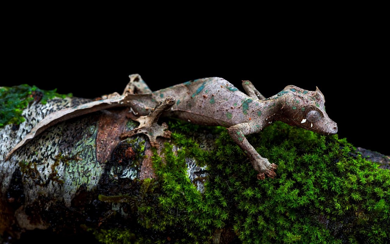 Обои ящерица, мох, черный фон, бревно, геккон, lizard, moss, black background, log, gecko разрешение 3840x2556 Загрузить