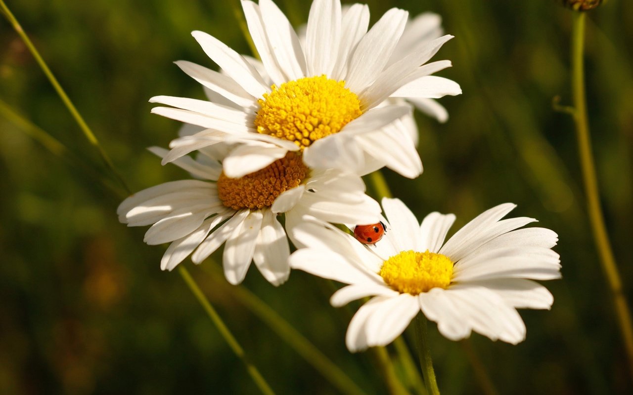 Обои цветы, божья коровка, ромашки, белые, боке, flowers, ladybug, chamomile, white, bokeh разрешение 2172x1448 Загрузить