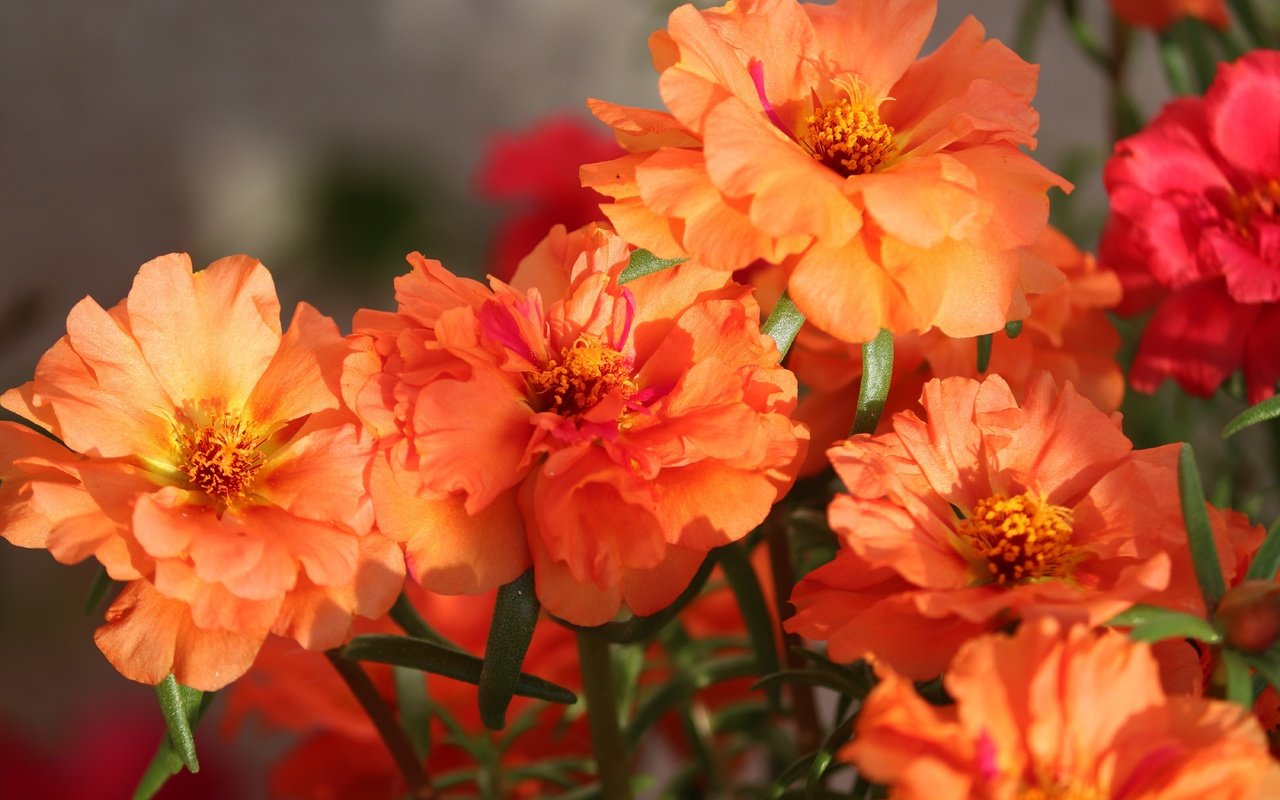 Обои цветы, букет, яркие, оранжевые, боке, flowers, bouquet, bright, orange, bokeh разрешение 6000x4000 Загрузить