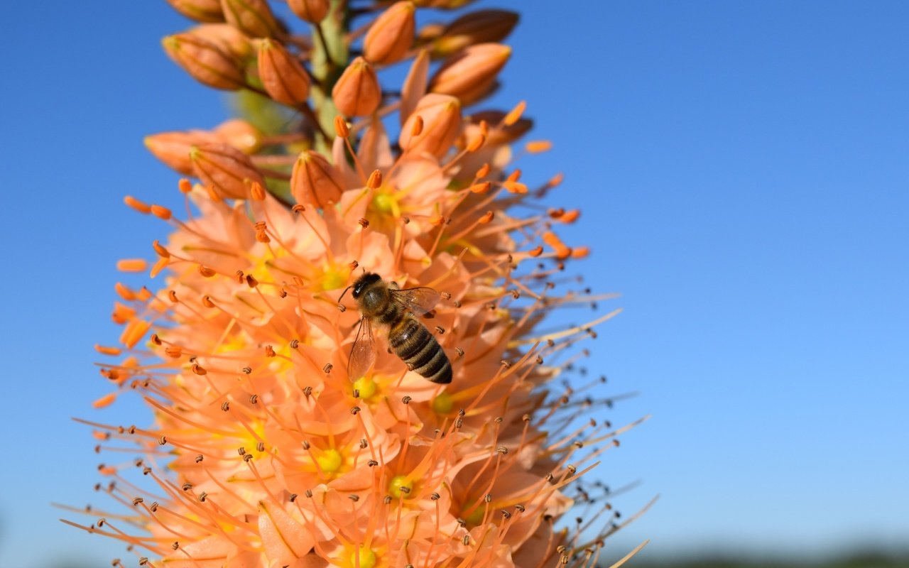 Обои цветы, насекомые, flowers, insects разрешение 2560x1440 Загрузить