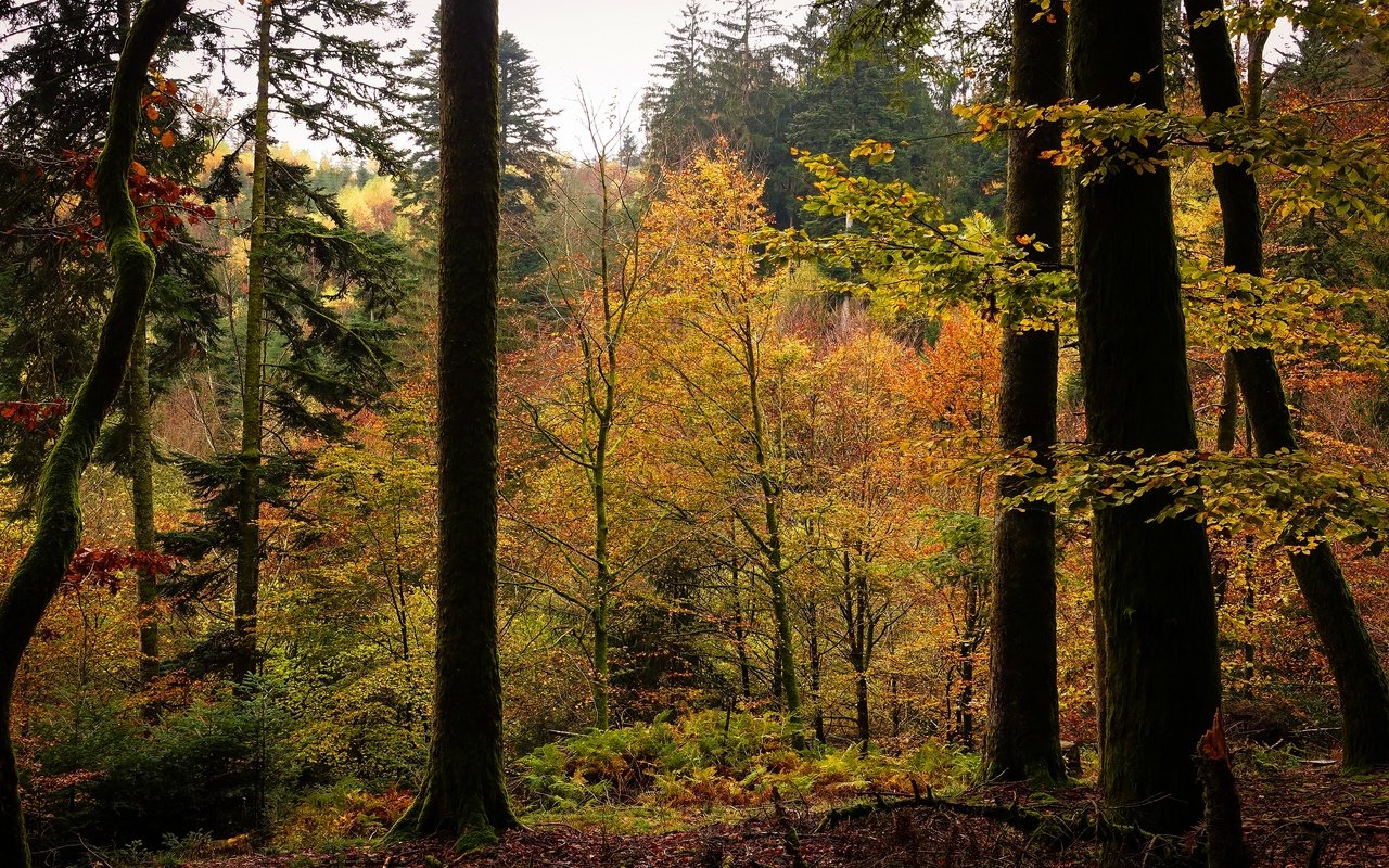 Обои деревья, лес, листва, осень, trees, forest, foliage, autumn разрешение 3840x2160 Загрузить