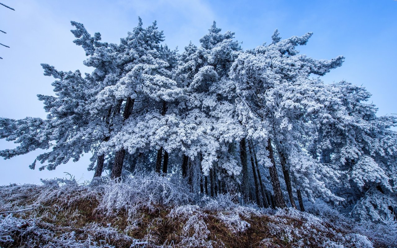 Обои деревья, снег, осень, trees, snow, autumn разрешение 3840x2160 Загрузить