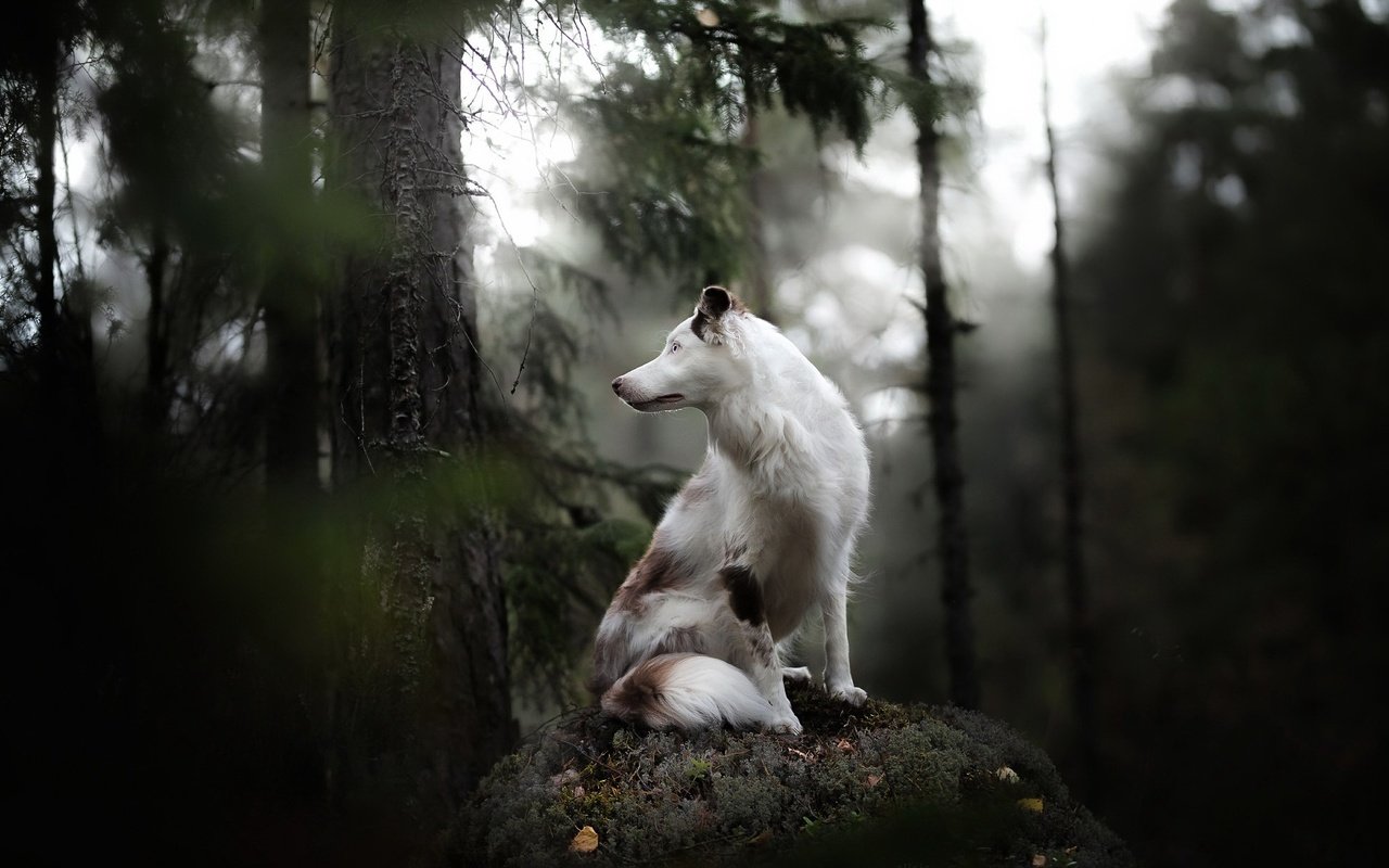 Обои лес, собака, друг, forest, dog, each разрешение 2047x1225 Загрузить