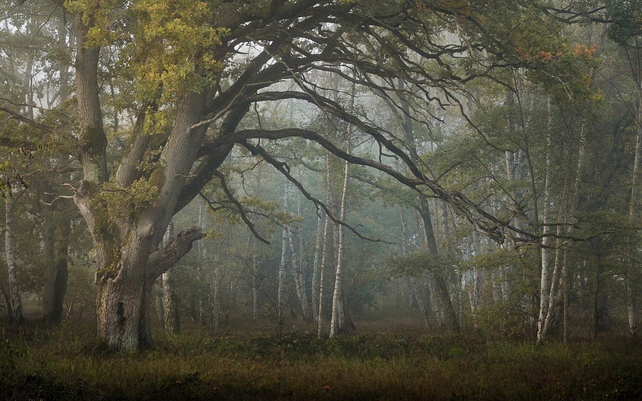 Обои лес, туман, forest, fog разрешение 3840x2160 Загрузить