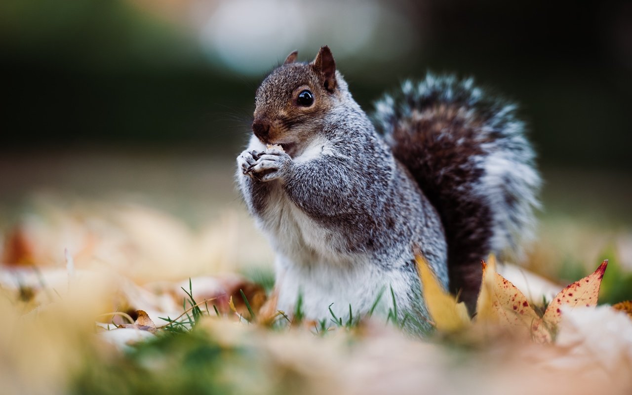 Обои листья, осень, серая, белка, боке, стойка, трапеза, leaves, autumn, grey, protein, bokeh, stand, meal разрешение 4256x2832 Загрузить