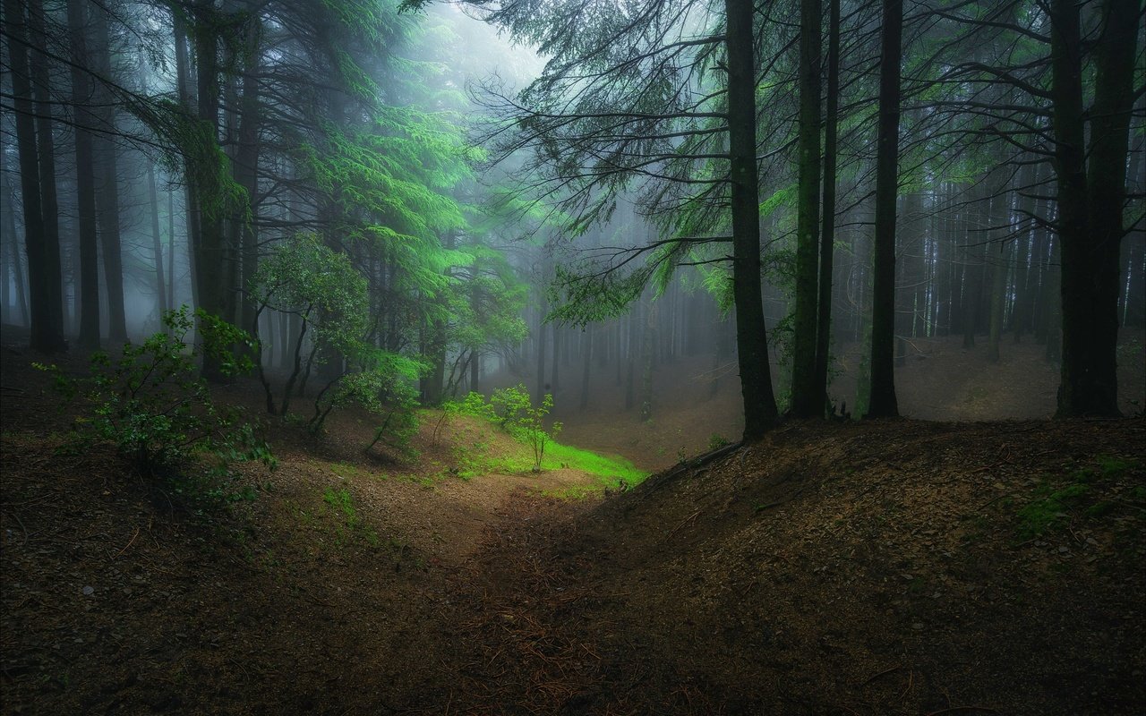 Обои ночь, деревья, природа, лес, туман, night, trees, nature, forest, fog разрешение 2048x1364 Загрузить
