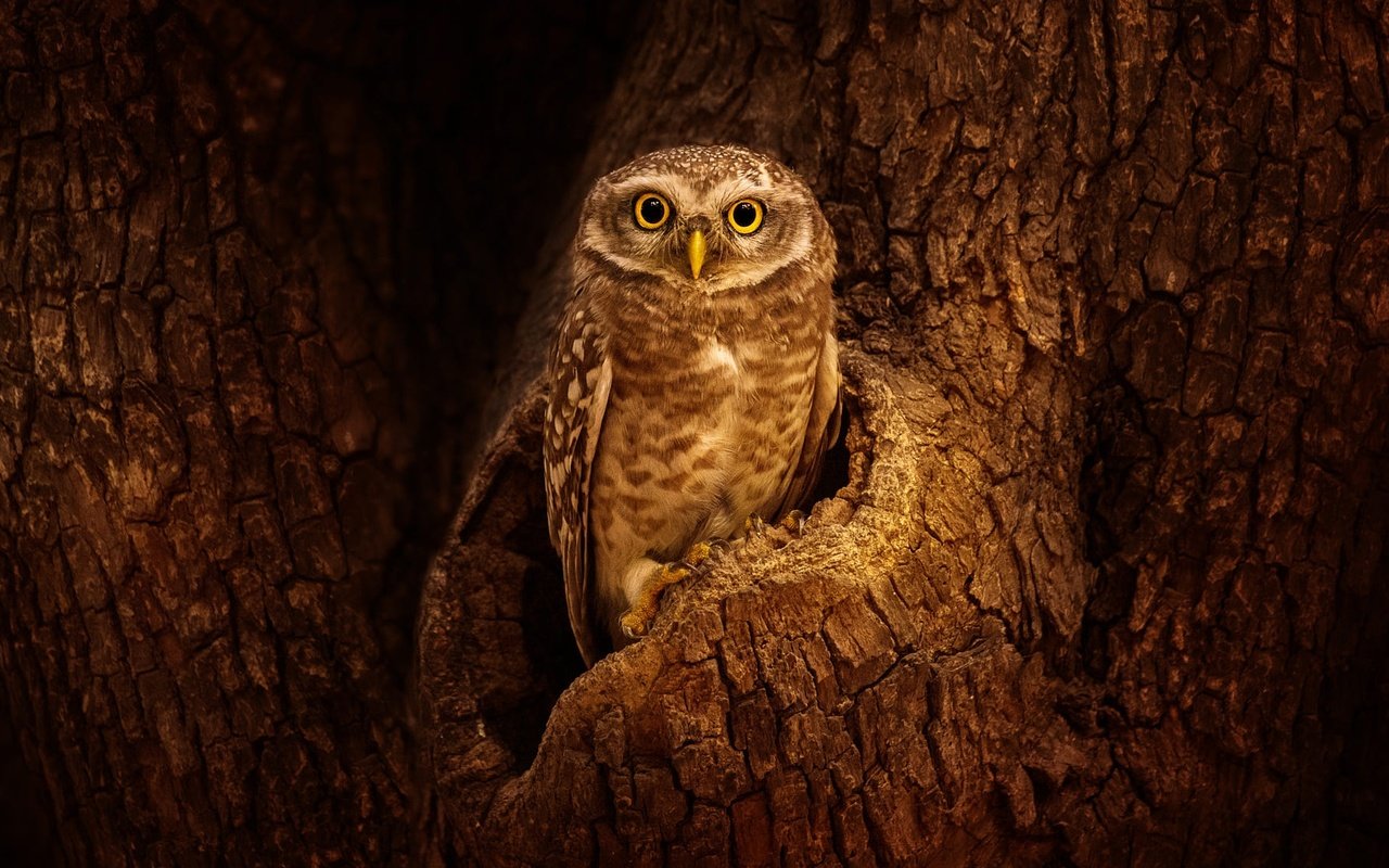 Обои сова, дерево, взгляд, птица, кора, дупло, сыч, owl, tree, look, bird, bark, the hollow разрешение 2000x1125 Загрузить