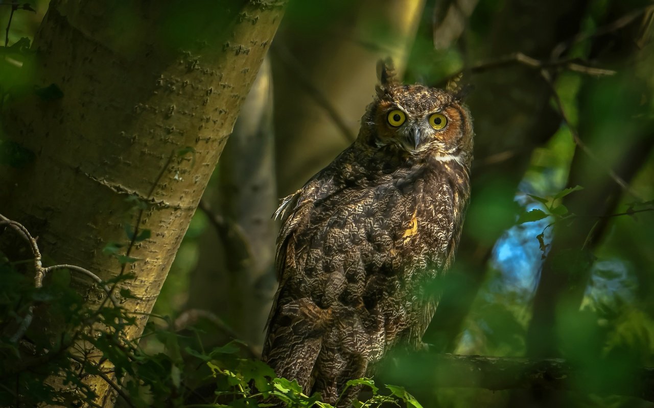 Обои сова, листья, ветки, взгляд, птица, боке, owl, leaves, branches, look, bird, bokeh разрешение 3840x2485 Загрузить