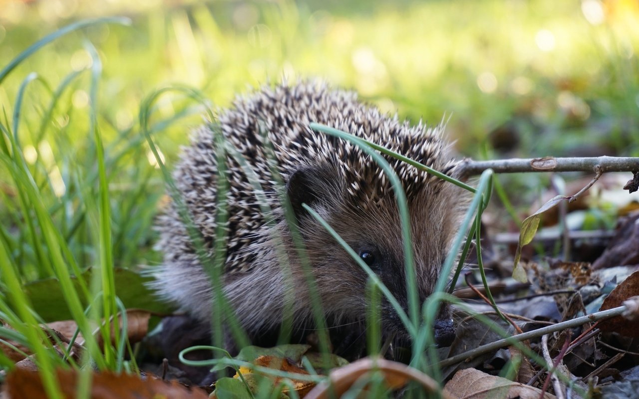 Обои трава, природа, ежик, еж, grass, nature, hedgehog разрешение 3840x2560 Загрузить