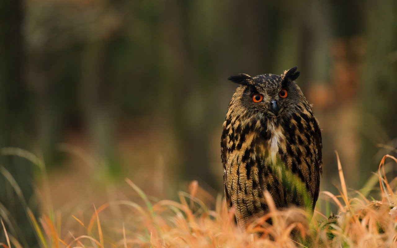 Обои трава, сова, фон, взгляд, птица, боке, филин, grass, owl, background, look, bird, bokeh разрешение 6720x4480 Загрузить