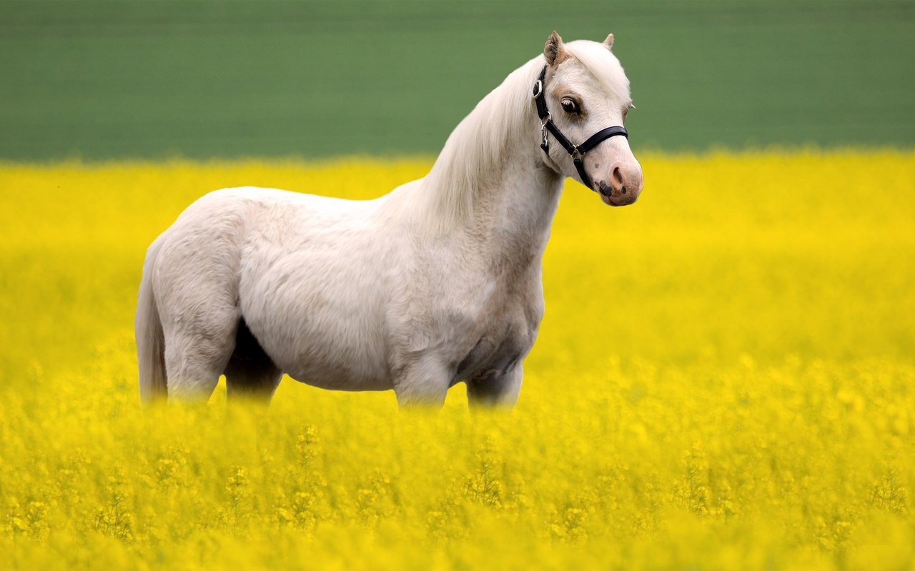 Обои лошадь, белый, конь, рапс, horse, white, rape разрешение 3000x1846 Загрузить