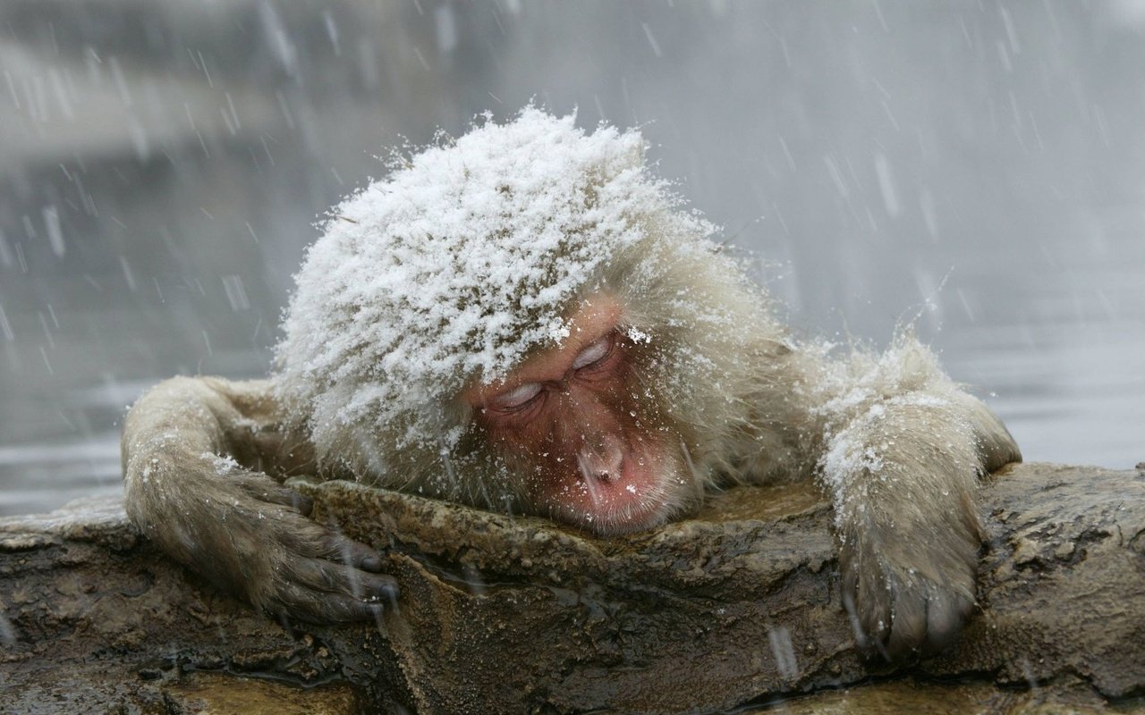 Обои снег, обезьяна, примат, японский макак, snow, monkey, the primacy of, japanese macaques разрешение 1920x1080 Загрузить
