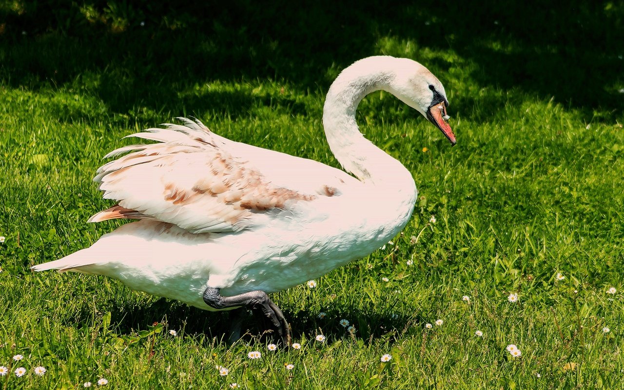 Обои свет, зелень, лето, белый, поляна, птица, лебедь, light, greens, summer, white, glade, bird, swan разрешение 2560x1440 Загрузить