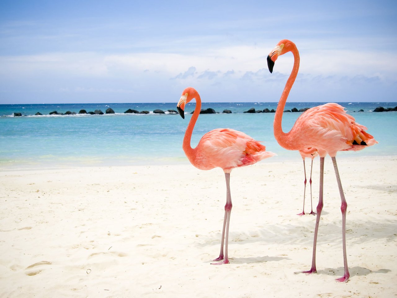 Обои море, пляж, фламинго, sea, beach, flamingo разрешение 1920x1200 Загрузить
