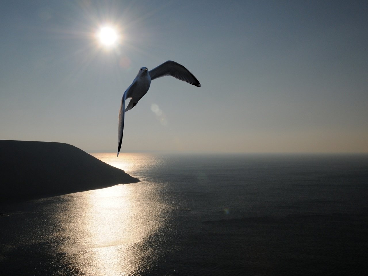 Обои солнце, море, чайка, the sun, sea, seagull разрешение 1920x1200 Загрузить
